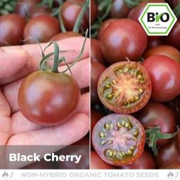 BIO Black Cherry Tomatensamen (Cocktailtomate)
