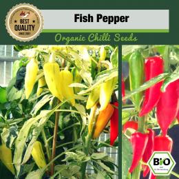 BIO Fish Pepper Chilisamen