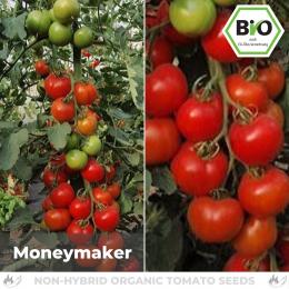 BIO Moneymaker Tomatensamen (Salattomate)