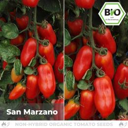 BIO San Marzano Tomatensamen (Saucentomate)
