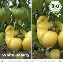 BIO White Beauty Tomatensamen (Fleischtomate)