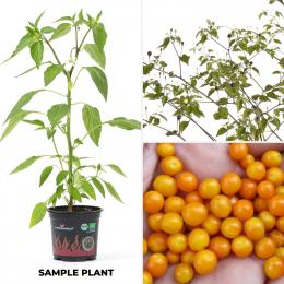 Chiltepin Sonora Yellow BIO Chilipflanze