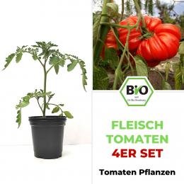 Fleischtomaten BIO Tomatenpflanzen 4er Set