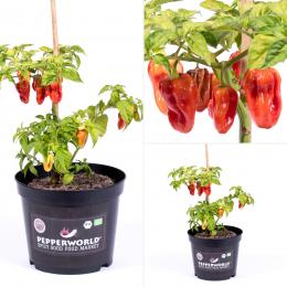 Habanero Tropical Red BIO Chilipflanze