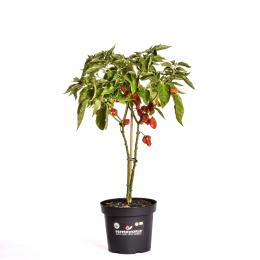 NuMex Suave Red BIO Chilipflanze