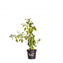 Yellow Cayenne BIO Chilipflanze